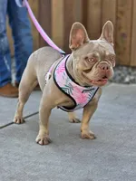 Elsa - Isabella FRENCHIE, a female French Bulldog for sale in Bellingham, WA – Photo 3 of 4