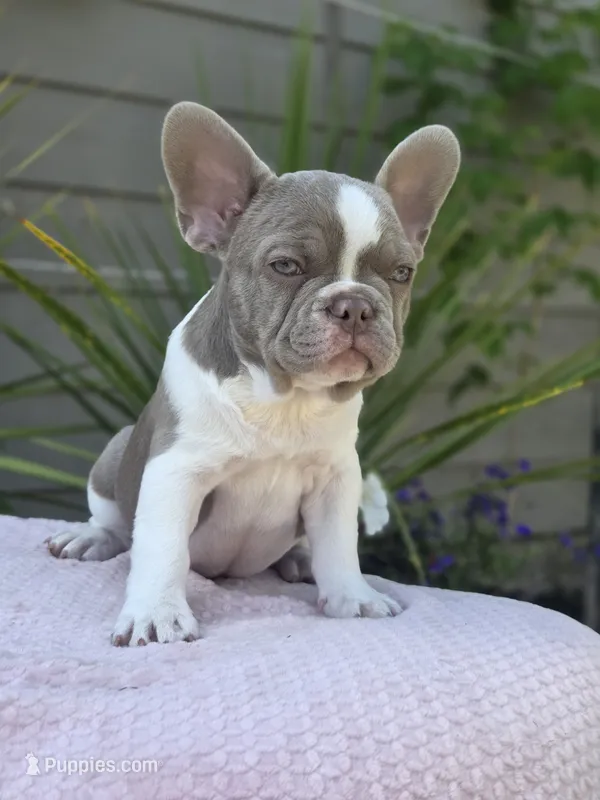 Lola - ISABELLA PIED – French Bulldog puppy for sale in Bellingham, WA