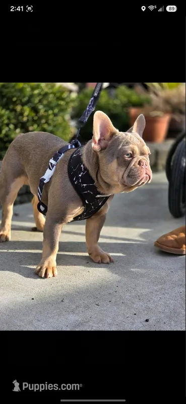 Rocco Newshade – French Bulldog puppy for sale in Bellingham, WA