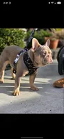 Rocco Newshade, a male French Bulldog for sale in Bellingham, WA – 1 of 2