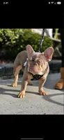 Rocco Newshade, a male French Bulldog for sale in Bellingham, WA – 2 of 2