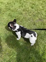Rose - PIED , a female French Bulldog for sale in Bellingham, WA – 3 of 3