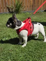 Rose - PIED , a female French Bulldog for sale in Bellingham, WA – 2 of 4