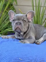 Henry - LILAC TAN, a male French Bulldog for sale in Bellingham, WA – 2 of 4