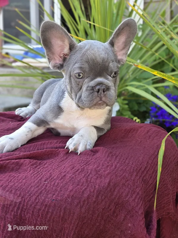 Felix - BLUE PIED – French Bulldog puppy for sale in Bellingham, WA