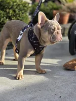 Rocco - ISABELLA TAN, a male French Bulldog for sale in Bellingham, WA – Photo 3 of 3