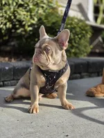 Rocco - ISABELLA TAN, a male French Bulldog for sale in Bellingham, WA – Photo 1 of 3