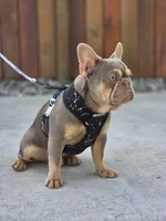 Rocco - ISABELLA TAN, a male French Bulldog for sale in Bellingham, WA – Photo 2 of 3