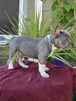Felix - BLUE PIED, a male French Bulldog for sale in Bellingham, WA – 4 of 4
