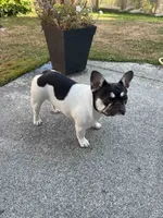 Rose - PIED , a female French Bulldog for sale in Bellingham, WA – 2 of 2