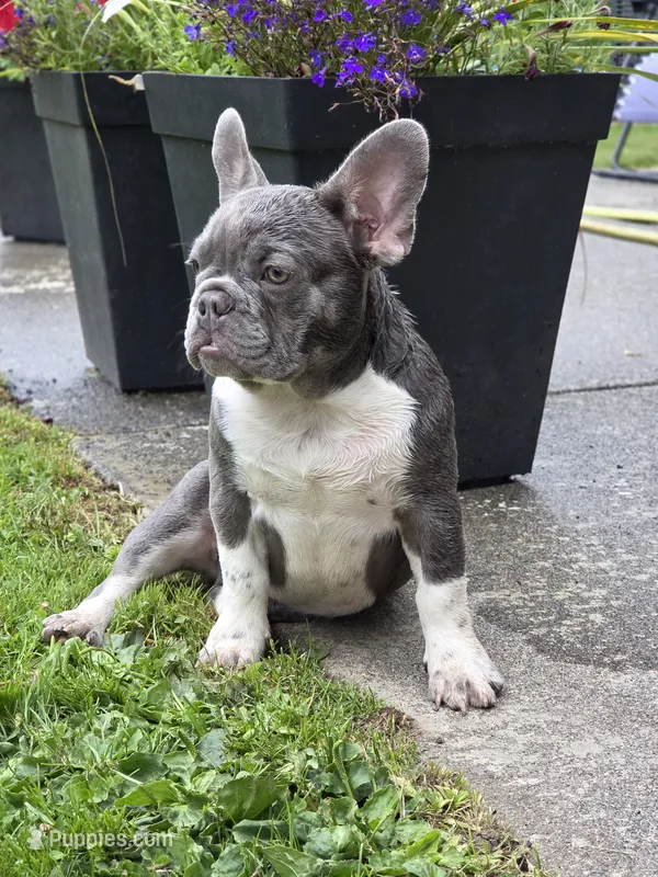 Felix - BLUE PIED – French Bulldog puppy for sale in Bellingham, WA