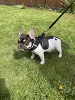 Rose - PIED , a female French Bulldog for sale in Bellingham, WA – 2 of 3