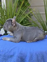Henry - LILAC TAN, a male French Bulldog for sale in Bellingham, WA – 4 of 4