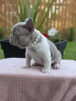 Lola - ISABELLA PIED, a female French Bulldog for sale in Bellingham, WA – 2 of 4