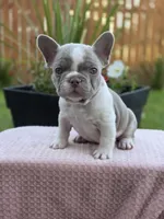 Lola - ISABELLA PIED, a female French Bulldog for sale in Bellingham, WA – 4 of 4