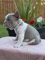 Lola - ISABELLA PIED, a female French Bulldog for sale in Bellingham, WA – 3 of 4