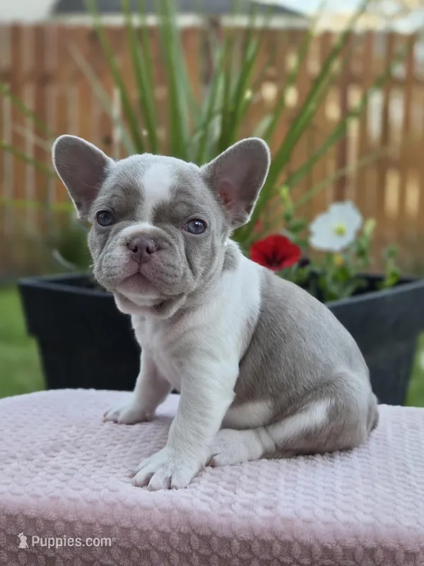 Lola - ISABELLA PIED – French Bulldog puppy for sale in Bellingham, WA