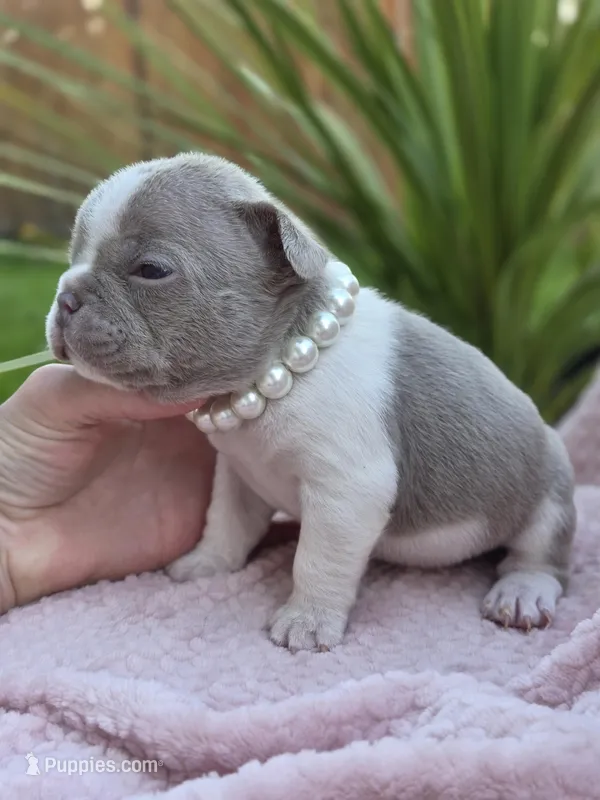 Lola - ISABELLA PIED – French Bulldog puppy for sale in Bellingham, WA