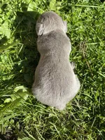 Rex- BLUE, a male French Bulldog for sale in Bellingham, WA – Photo 2 of 2