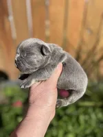 Rex- BLUE, a male French Bulldog for sale in Bellingham, WA – Photo 1 of 2
