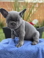 Rex- BLUE TAN, a male French Bulldog for sale in Bellingham, WA – 3 of 3