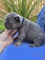 Rex- BLUE TAN, a male French Bulldog for sale in Bellingham, WA – Photo 3 of 4