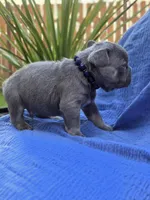 Rex- BLUE TAN, a male French Bulldog for sale in Bellingham, WA – Photo 2 of 4