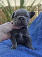 Rex- BLUE TAN, a male French Bulldog for sale in Bellingham, WA – Photo 1 of 4