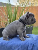 Rex- BLUE TAN, a male French Bulldog for sale in Bellingham, WA – 2 of 3