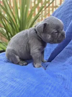 Rex- BLUE TAN, a male French Bulldog for sale in Bellingham, WA – Photo 4 of 4