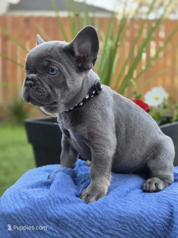 Rex- BLUE TAN – French Bulldog puppy for sale in Bellingham, WA