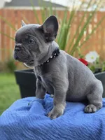 Rex- BLUE TAN, a male French Bulldog for sale in Bellingham, WA – 1 of 3