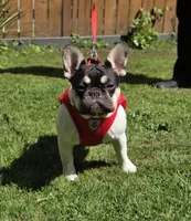 Rose - PIED , a female French Bulldog for sale in Bellingham, WA – 4 of 4
