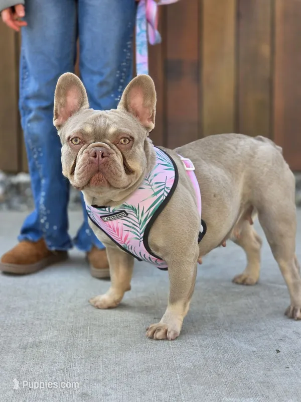 Elsa - Isabella Tan – French Bulldog puppy for sale in Bellingham, WA