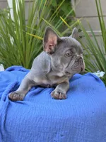 Henry - LILAC TAN, a male French Bulldog for sale in Bellingham, WA – 3 of 4