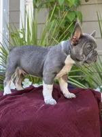 Felix - BLUE PIED, a male French Bulldog for sale in Bellingham, WA – 2 of 4