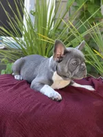 Felix - BLUE PIED, a male French Bulldog for sale in Bellingham, WA – 3 of 4