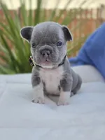 Felix - BLUE PIED, a male French Bulldog for sale in Bellingham, WA – Photo 3 of 5