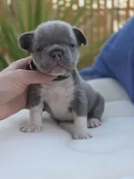 Felix - BLUE PIED, a male French Bulldog for sale in Bellingham, WA – Photo 1 of 5