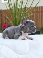 Felix - BLUE PIED, a male French Bulldog for sale in Bellingham, WA – 2 of 4