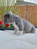 Felix - BLUE PIED, a male French Bulldog for sale in Bellingham, WA – 4 of 4