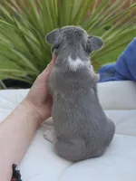 Felix - BLUE PIED, a male French Bulldog for sale in Bellingham, WA – Photo 5 of 5