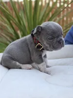 Felix - BLUE PIED, a male French Bulldog for sale in Bellingham, WA – Photo 4 of 5