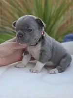 Felix - BLUE PIED, a male French Bulldog for sale in Bellingham, WA – Photo 2 of 5