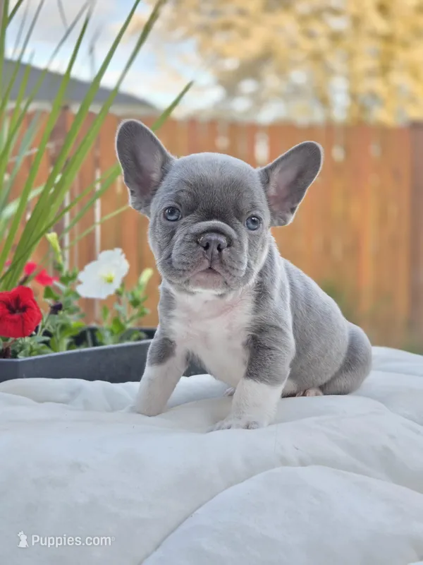 Felix - BLUE PIED – French Bulldog puppy for sale in Bellingham, WA