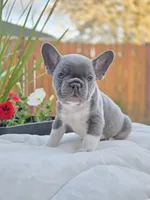 Felix - BLUE PIED, a male French Bulldog for sale in Bellingham, WA – 1 of 4