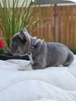 Felix - BLUE PIED, a male French Bulldog for sale in Bellingham, WA – 3 of 4