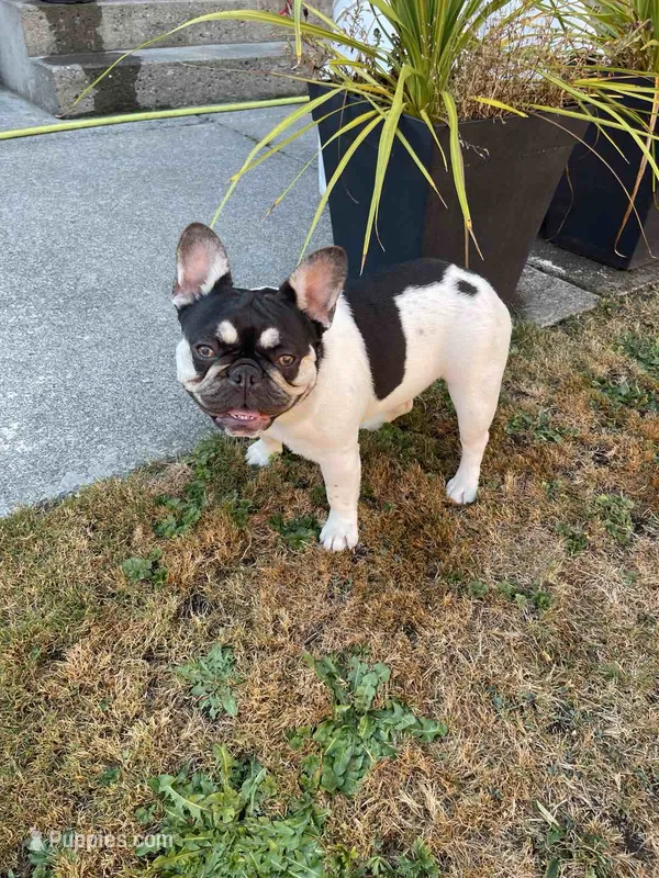 Rose - PIED  – French Bulldog puppy for sale in Bellingham, WA