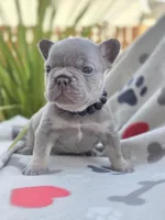 Henry - LILAC PIED, a male French Bulldog for sale in Bellingham, WA – Photo 2 of 4