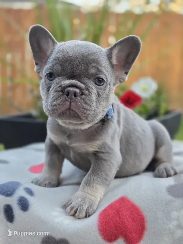 Henry - LILAC PIED – French Bulldog puppy for sale in Bellingham, WA